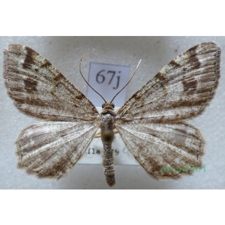 Macaria signaria (Hübner, 1809) Witalnik choiniak Czech67j